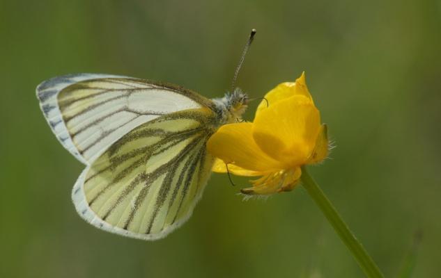 In de zomer van 22 konden zowaar af en toe wat grotere aantallen gemeld worden. We hopen dat deze verbetering zich verder door zal zetten.