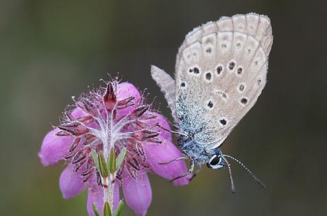 Method Butterflies and dragonflies are counted using a line-transect method. Butterfly transects are visited every week, dragonfly transects once every fortnight.