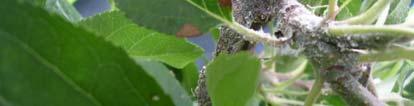 De meeste larven van zweefvliegen werden aangetroffen in de velden met de zwaarste aantasting. De volwassen zweefvlieg lijkt de kolonies appelbloedluis goed te kunnen vinden.