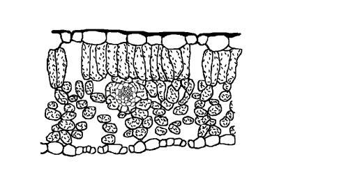 huidmondje cuticula boven epidermis palissade parenchym nerf spons parenchym onder epidermis huidmondje Afbeelding 21: de opbouw van een blad.