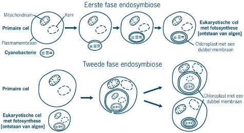 Achtergrondinformatie: endosymbiosetheorie (endo = erbinnen, symbiose = samenleven) Chloroplasten zouden zijn ontstaan doordat vroeg in de evolutie een bacterie die aan fotosynthese deed (een