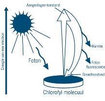 37. Golflengten Zie afbeelding 27. Welke golflengten worden vooral geabsorbeerd door: a. Chlorofyl-a b. Chlorofyl-b? Q Afbeelding 27: absorptiespectra van chlorofyl a en chlorofyl b 5.