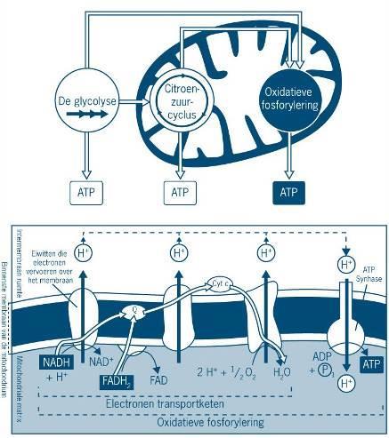 7.3 De oxidatieve fosforylering De energie van de geoogste elektronen moet nu nog verzilverd worden.