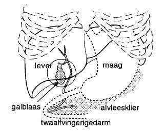 Ligging en functie van de galblaas Ligging en functie van de galblaas De galblaas is een klein peervormig orgaan dat aan de onderzijde van de lever ligt, rechts boven in de buik.