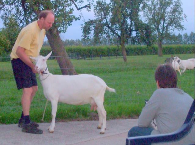 Door het voortdurende gemekker was ik die na een jaar al goed zat en kocht ik twee Witte stamboekgeiten. Hiermee voelde ik me al een hele geitenhouder en werd lid bij SNV in Lexmond.