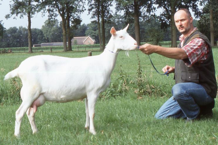 behartigen van de toen opkomende professionele melkgeitenhouders als van de hobbymatige stamboekfokkers.