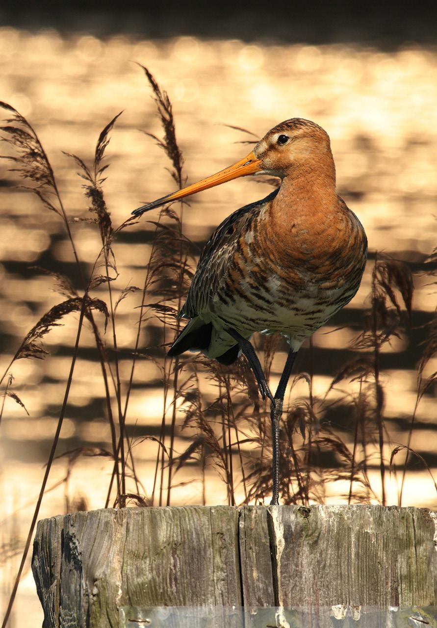 Sluit u aan bij de Friese Milieu Federatie Een groen en duurzaam Fryslân, waarin we