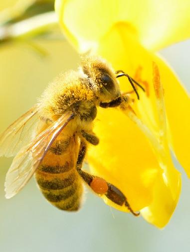 De slechte gezondheid van de bijen en de achteruitgang van de biodiversiteit in
