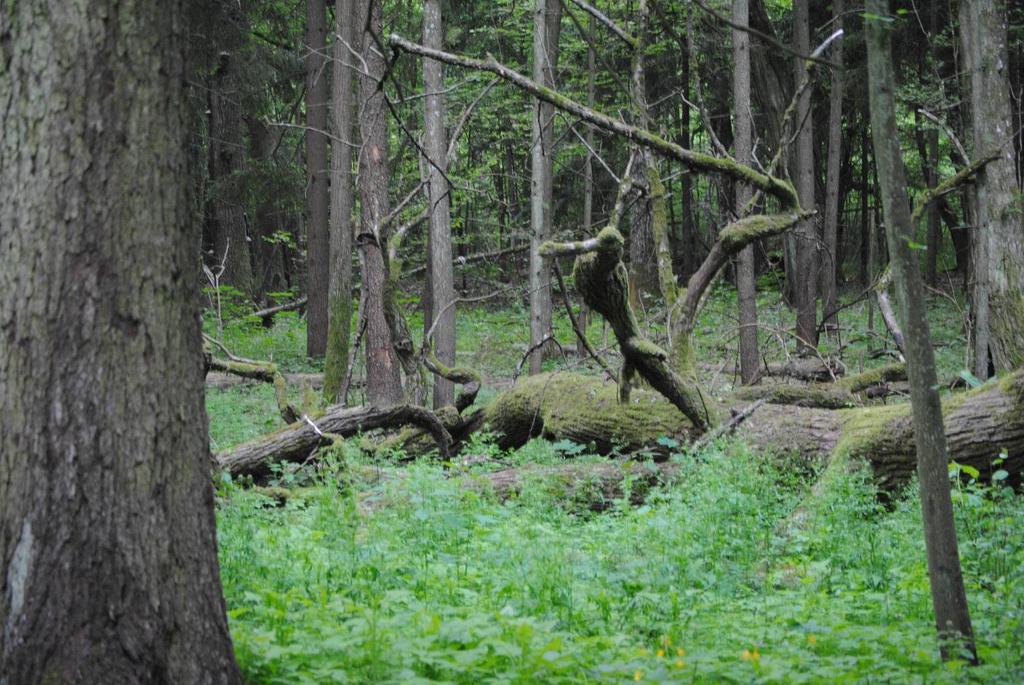 Bialowieza: