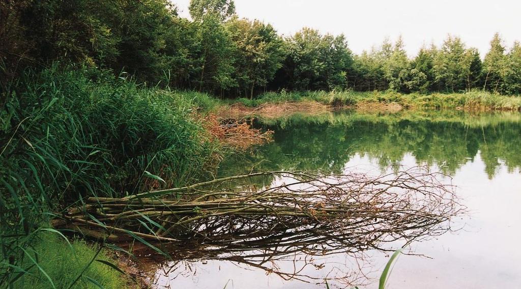 Een school blankvoorns die beschutting zoekt tussen de takken. Als onderwaterstructuren kunnen bijvoorbeeld bomen, takkenbossen (rijshout) of oude kerstbomen worden gebruikt.