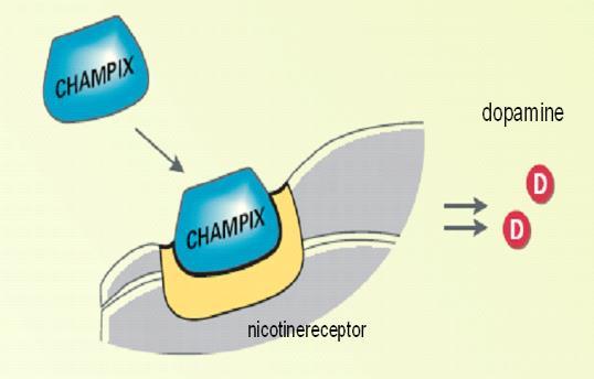 binding nicotinereceptoren Agonist : zet zich op