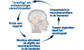 Rookverslaving FYSIEK Neurobiologische effecten door