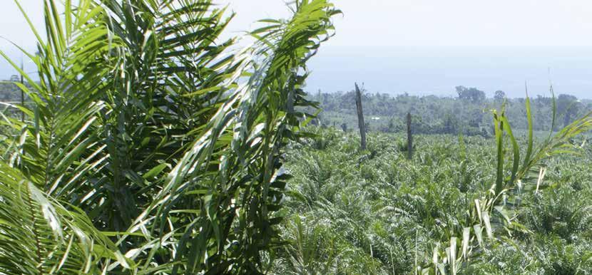 Markante feiten van de SIPEF-groep in 2016 Februari 2016 Tekenen van een verkoopovereenkomst voor de volledige verkoop van de rubberactiviteit Galley Reach Holdings Ltd in Papoea-Nieuw-Guinea voor