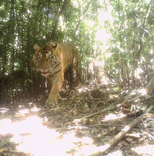 SIPEF : Verantwoordelijk en Actief 2017 wordt een heel belangrijk jaar voor SIPEF, omdat de rubberactiviteiten in Indonesië zich voorbereiden op Rainforest Alliance -certificering.