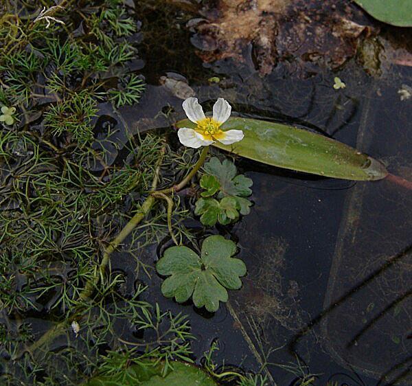 Ranunculus aquatilis water-ranonkel aquatilis = aan het water groeiend Alle