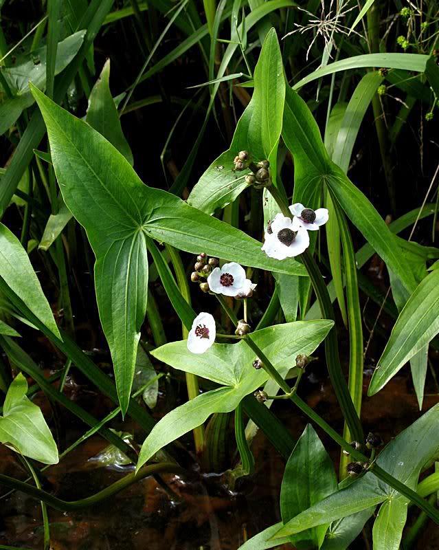 Sagittaria sagittifolia pijlkruid sagitti - folia=