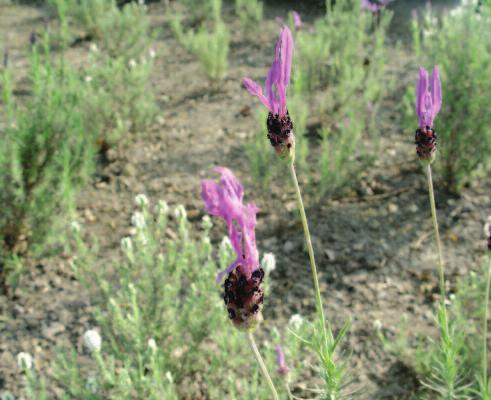 lavendelkleurige tuin ze tuin aan de ingang van het park dompelt ons onder in zuiderse tinten en geuren, met een grote ster onder de geurplanten: lavendel.