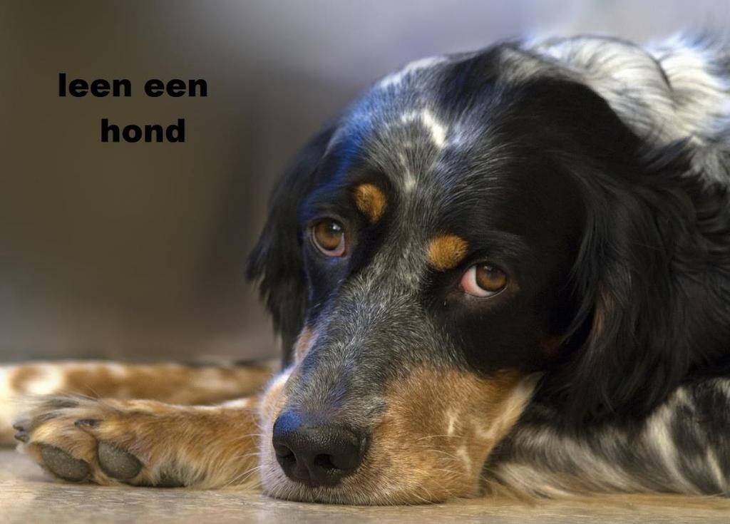 Werken en toch gezelschap van een hond Werk je veel en heb je te weinig tijd om een