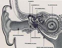 1. Het oor Op onderstaande tekening ziet u de anatomie van het oor. Het oor is opgebouwd uit het buitenoor met oorschelp en gehoorgang, het middenoor en het binnenoor.