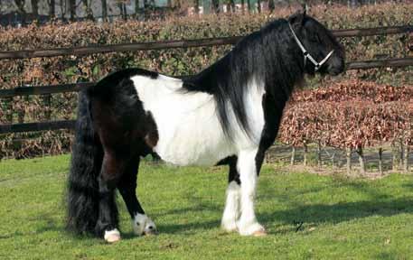 Zwartbont van de Kortenhof Zwartbont 102 cm. Kopnummer HK 2017 Narco van den Uitweg V. Napoleon van de Kortenhof Carina van de Rechte Wal Elegant van de Schaapshoeve M.