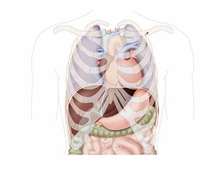 NORMALE STRUCTUUR EN FUNCTIES VAN DE LEVER De lever (hepar) is het grootste orgaan van het menselijk lichaam. De lever bevindt zich aan de rechterkant van het lichaam, rechtsboven in de buikholte.