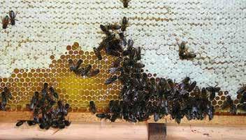 30 uur mei, juni - september 2 euro/leerling UNIEK PROGRAMMA VOOR ELKE GRAAD HET LEVEN VAN DE BIJEN Bijen zijn bijzonder nuttige dieren. Kom op bezoek en maak kennis met deze boeiende insecten.
