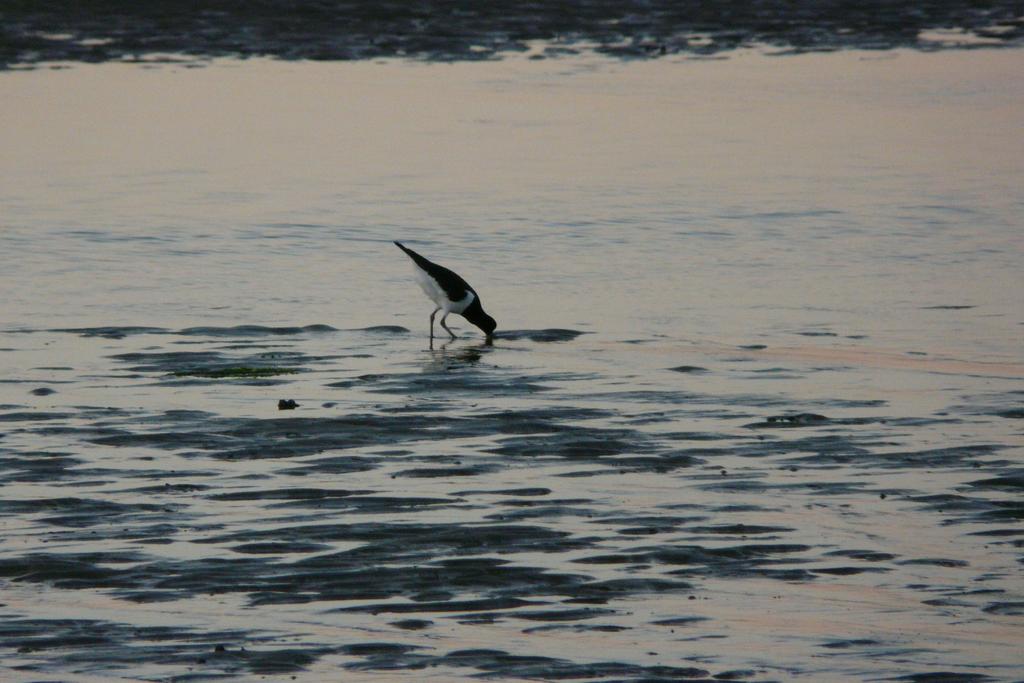 Achtergrondrapport Vogels - Evaluatie Natura 2000-beheerplan Voordelta 2008-2014.