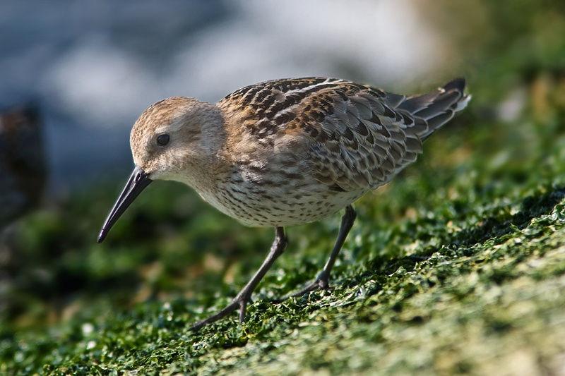 Bonte strandloper Marcel van der Tol 5.