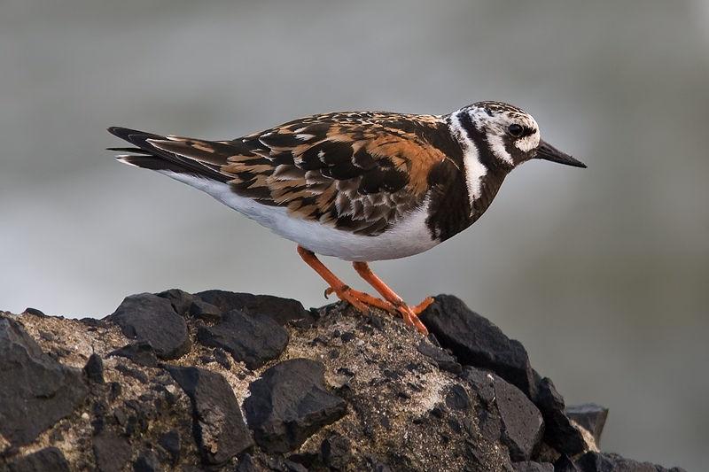 Steenloper Marcel van der Tol 5.12 Steenloper In Nederland is de steenloper een doortrekker en wintergast. Veel van de vogels die men hier tijdens het trekseizoen ziet, pleisteren hier kortstondig.