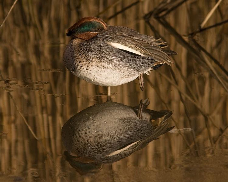 Wintertaling Marcel van der Tol 6.3 Wintertaling De in ons land overwinterende wintertalingen komen uit Rusland, de Baltische landen, Scandinavië, Duitsland en Polen.