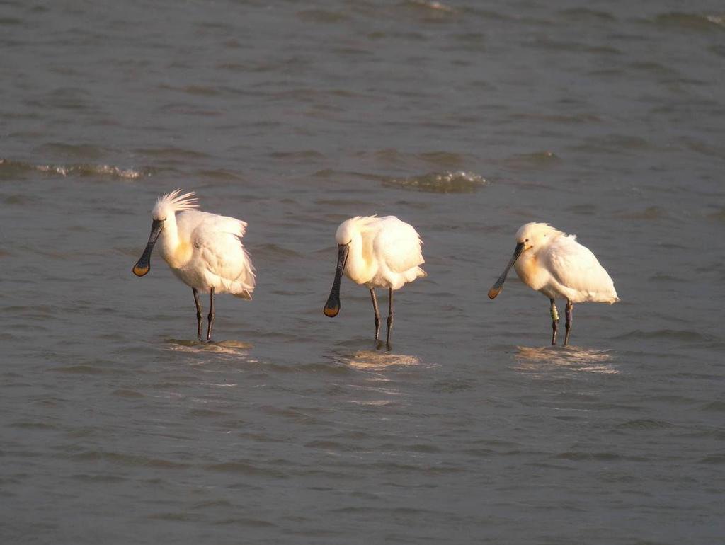 3.5 Lepelaar Lepelaar Peter Heslenfeld De lepelaar is een waadvogel, die in ondiepe zoete en zoute wateren op kleine vis en bodemfauna foerageert.