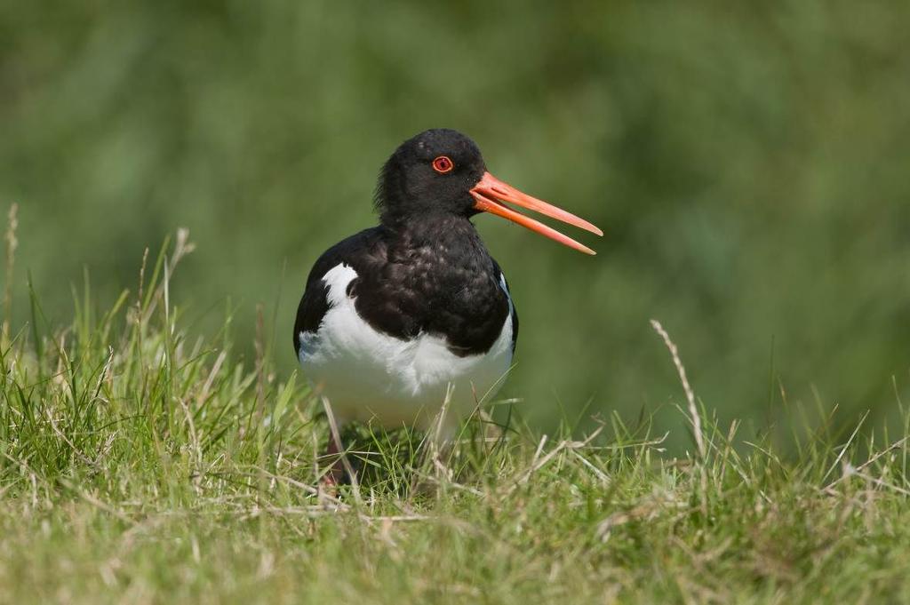 Scholekster Peter Heslenfeld 5.3 Scholekster De Voordelta is het belangrijkste gebied voor de scholekster na de Waddenzee en de Oosteren Westerschelde.