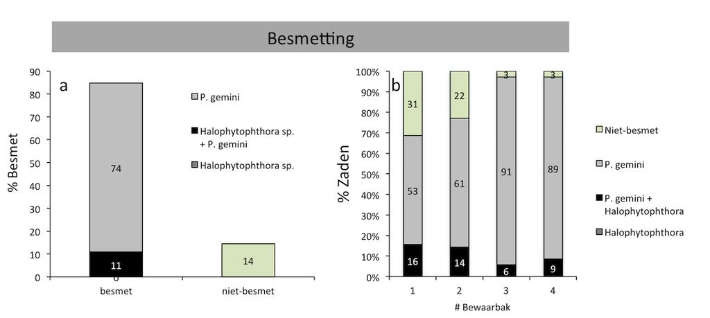 A&W-rapport 2231 Effecten van kopersulfaat en zoutgehalte op (Halo)Phytophthora-besmetting en de zaadkieming van Groot 9 3 Resultaten 3.1 Experiment 1: Bewaar-experiment 3.1.1 Besmettingspercentages In totaal was 86% van alle zaden in de bewaarbakken besmet door P.