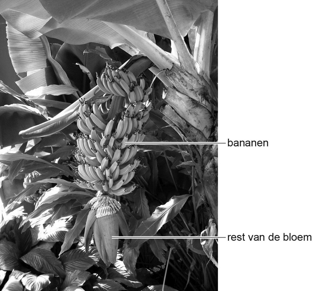 Bananen Bananenplanten kunnen enkele meters hoog worden. Tussen de bladeren groeien grote, paarse knoppen. In elke knop ontwikkelen zich mannelijke en vrouwelijke bloemen.