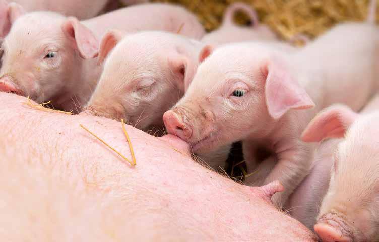 Alarm en noodopening Moderne varkensbedrijven zijn intensief en hebben een alarmsysteem nodig om snel ingrijpen mogelijk te maken in het geval van stroom- en andere storingen.