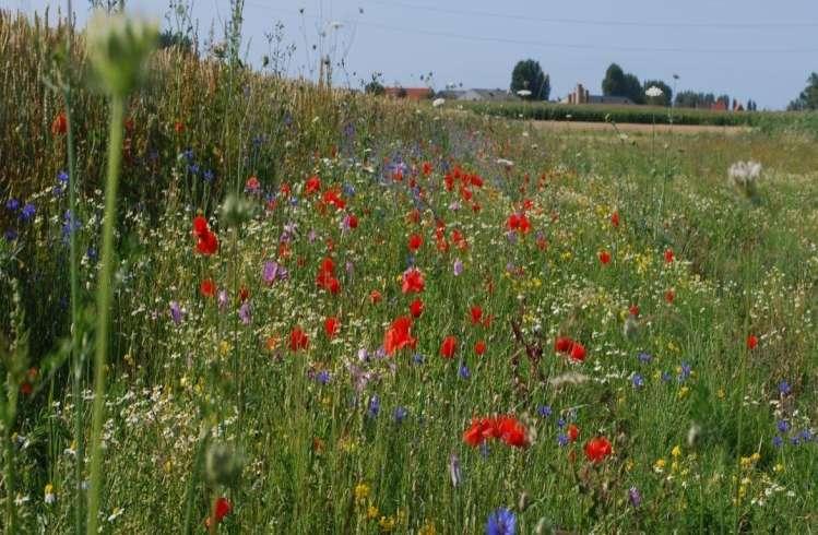 Pollen- en nectarranden: een hoopvol experiment in