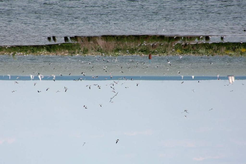 p Natuur - (beschermde) waarden Leefgebied ringslang met overwinteringsplekken in de dijk De ringslang is een soort die