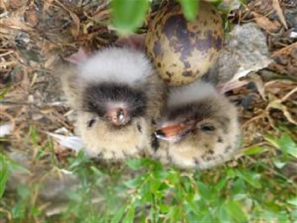 Hierbij is het belangrijk dat er ook drogere stukken aanwezig zijn, omdat dat belangrijk is voor de overwintering en de