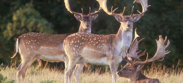 Een initiatief vinden we passend als: het in overeenstemming is met de doelstellingen van Staatsbosbeheer; het in overeenstemming is met het karakter en de uitstraling