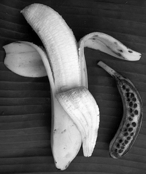 De wilde bananenplant is diploïd en vormt afbeelding 1 zaden. De triploïde Cavendish is ontstaan uit twee varianten van M. acuminata.