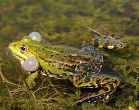 hoofdstuk 8 de soorten staand water en op het land. De bastaardkikker wordt pas later in het seizoen actief dan bijvoorbeeld bruine kikker en heikikker.