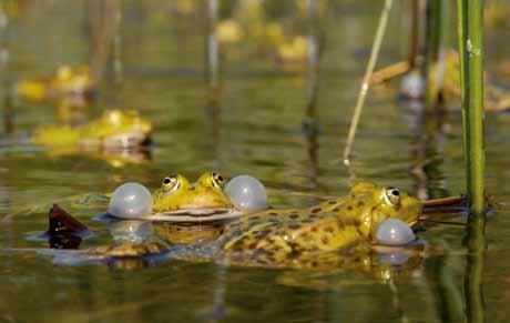 Het komt incidenteel voor dat larven van groene kikkers in het water overwinteren en pas in het daaropvolgende jaar de metamorfose afronden.