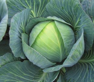 Geschikt voor hogere plantdichtheden. Aantal groeidagen: 110-120. Sting Bewezen ras voor de lange bewaring.