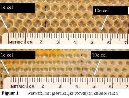 Kleinere broedcellen tegen varroa droom of werkelijkheid Eric De vraag wordt gesteld of kleinere werkstercellen voordelen bieden tegenover de gebruikelijke grotere cellen van de waswafel die we onze