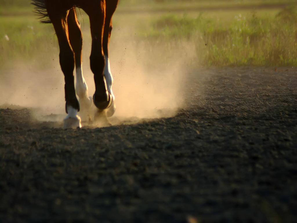 Vlaamse Sectordag Paarden 2009 Samen naar een