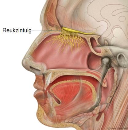 HET REUKZINTUIG Het reukzintuig bevindt zich in het reukslijmvlies, bovenin de neusholte, op de bovenste