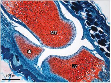 DEEL I: Sesambeenderen als entiteit In het centrale deel van de sesambeenderen kunnen vooral collageen type II vezels en proteoglycanen teruggevonden worden (Doherty et al., 2010).