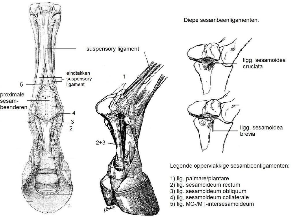 DEEL II: Syndesmologie en biomechanica Fig. 12: Proximale sesambeenligamenten bij het paard (naar Stashak, 2002; König en Liebich, 2009).