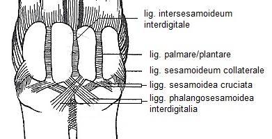 DEEL II: Syndesmologie en biomechanica De MIM maakt samen met de proximale sesambeenderen, het palmair/plantair ligament en de distale sesambeenderen deel uit van het passieve steunapparaat van de