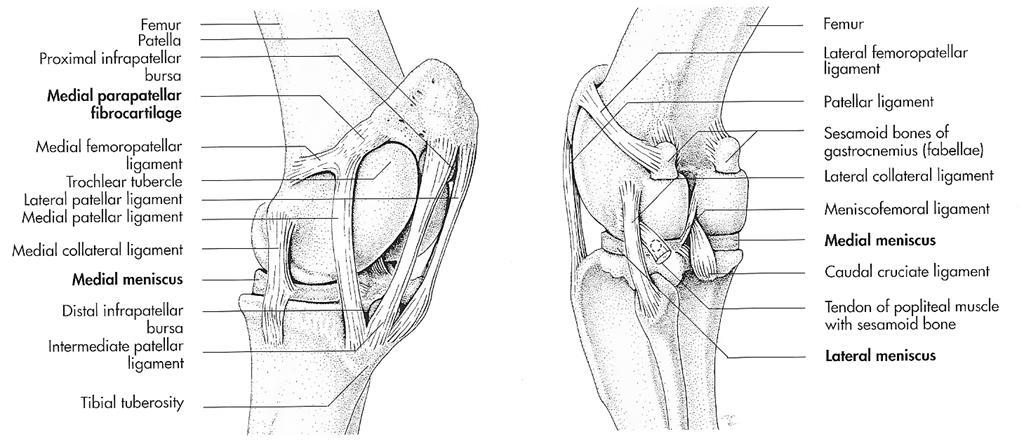 DEEL II: Syndesmologie en biomechanica Ruminantia; typedier rund: Naast de collateraalbanden van de distale sesambeentjes zijn er bij Ruminantia elastische ligg.